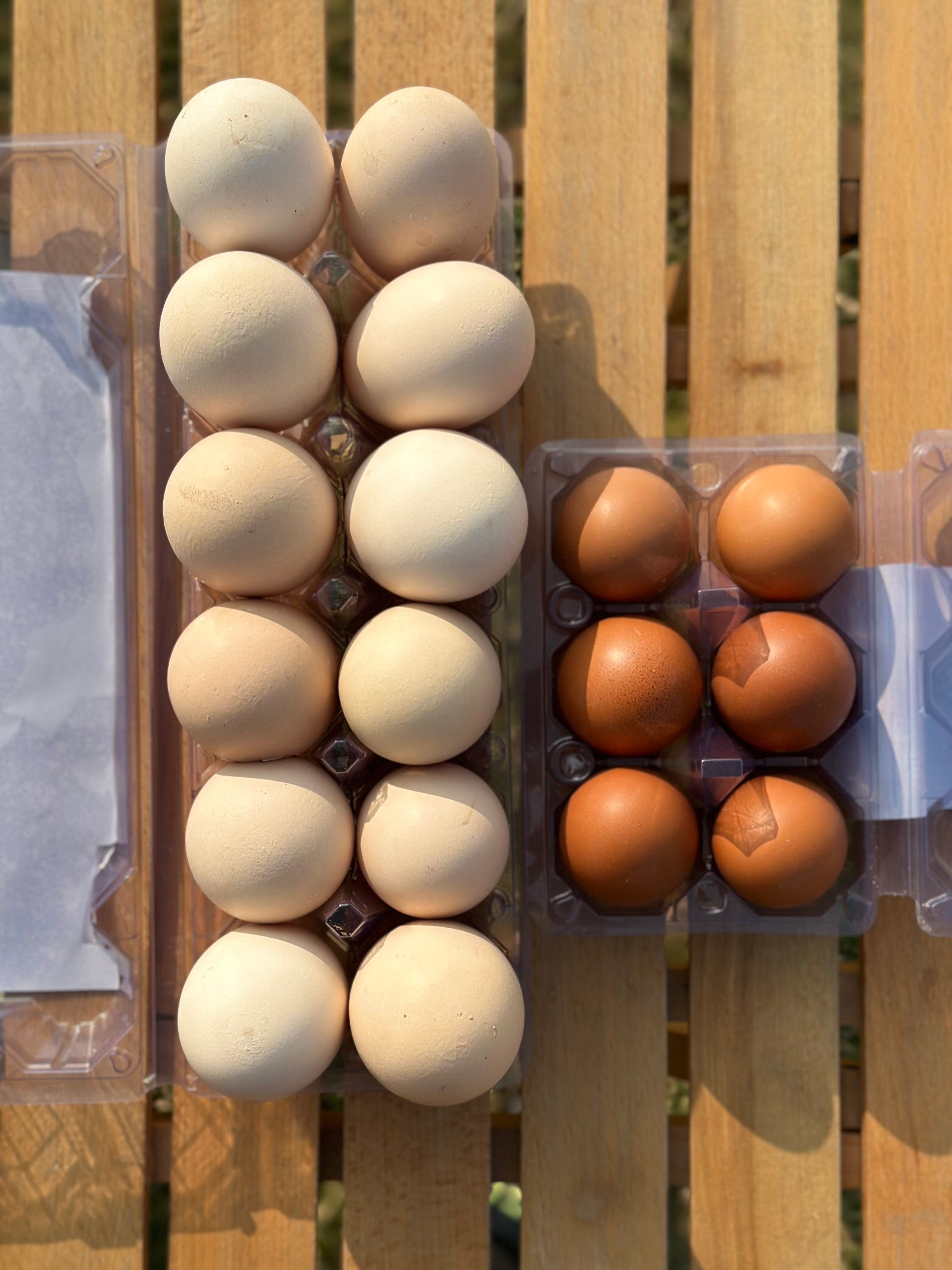 12 pcs double yolk+ 6 pcs lohman brown