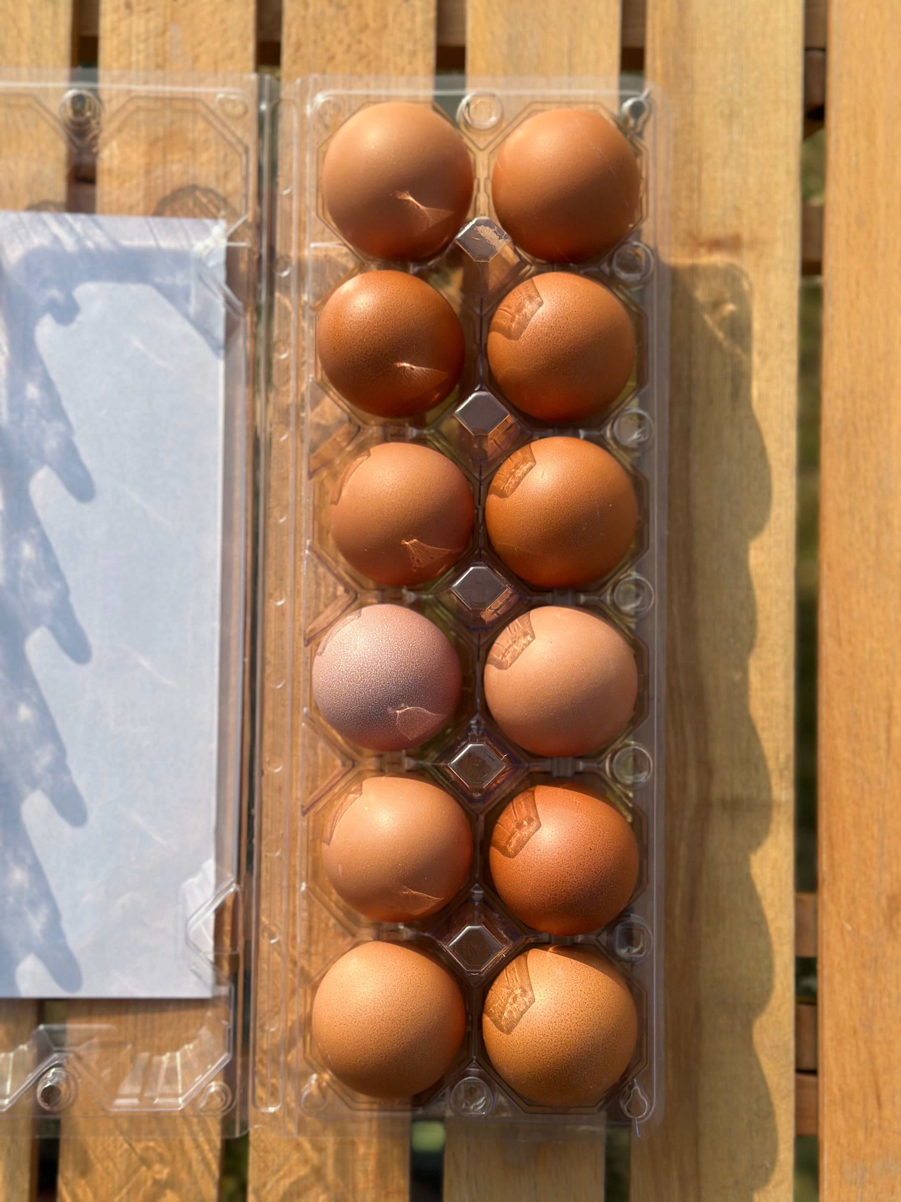 12 pcs lohman brown eggs