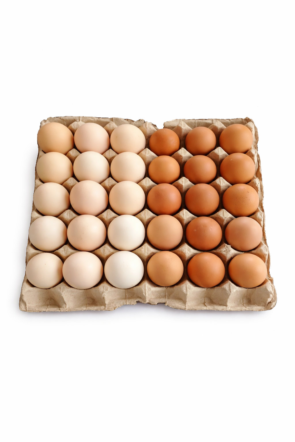 15 pcs double yolk + 15 pcs lohman brown.